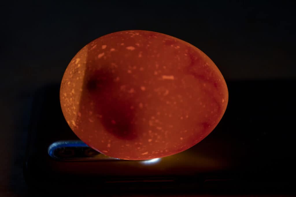 How Can I Candle The Eggs To Confirm Fertility (like this egg shown)? Learn more about candling eggs at PetRestart.com.