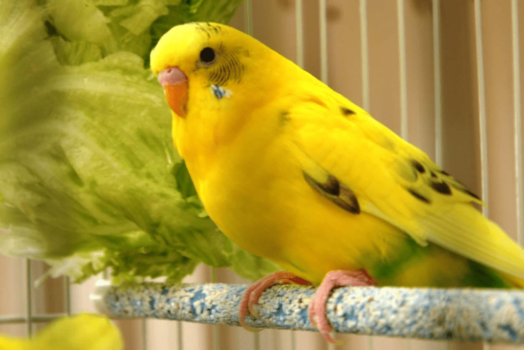 A beautiful yellow pet parakeet sits on it's perch in it's cage. Learn about the best cages for parakeets at Petrestart.com.