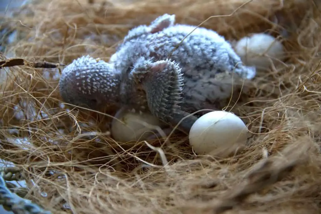 What Do Budgie Eggs Look Like? They are small, like the ones shown in this file photo. Learn all about Budgie eggs at PetRestart.com.