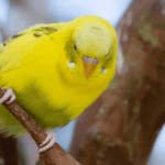 A Complete Guide To Parakeet Sexing