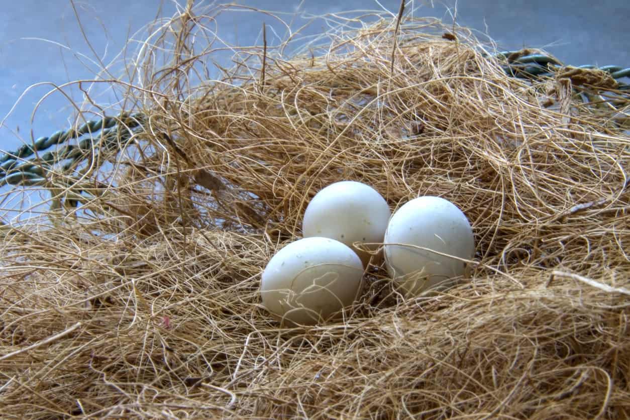 The Ultimate Guide To Budgie Eggs - Incubation, Hatching, and More at PetRestart.com