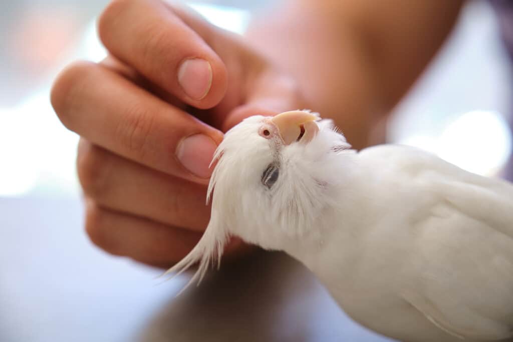 Use Positive Reinforcement with your Cockatiel training, as shown in this file photo. Learn more at PetRestart.com.