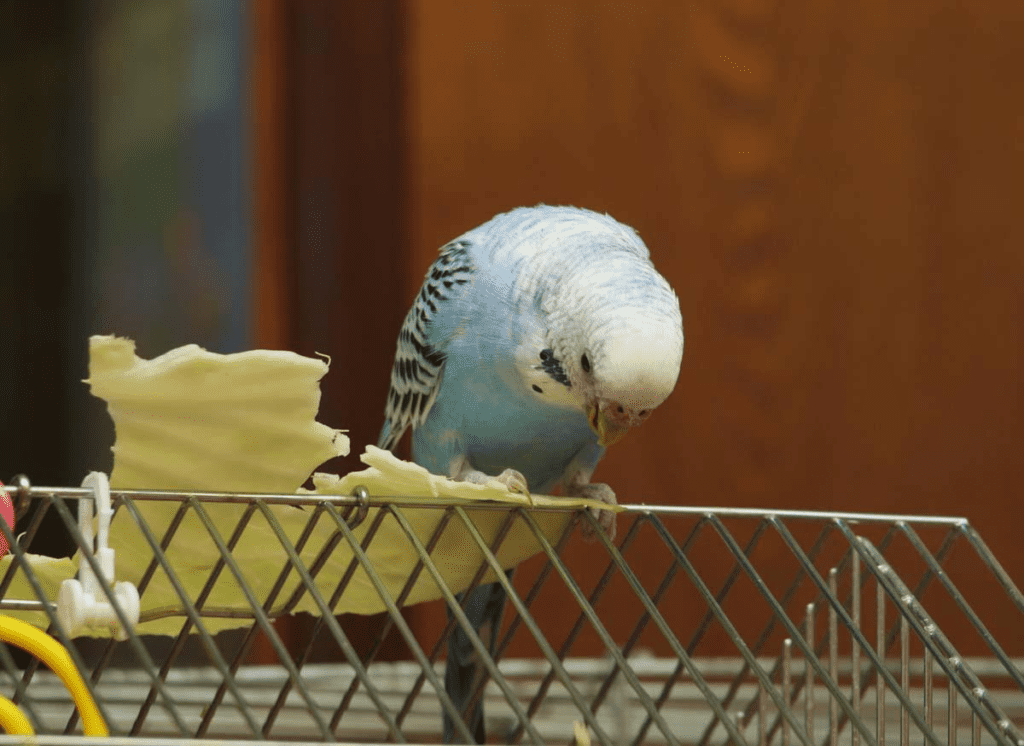 A budgie sits playing in its cage in this file photo. Learn about budgie care and diet at Petrestart.com.