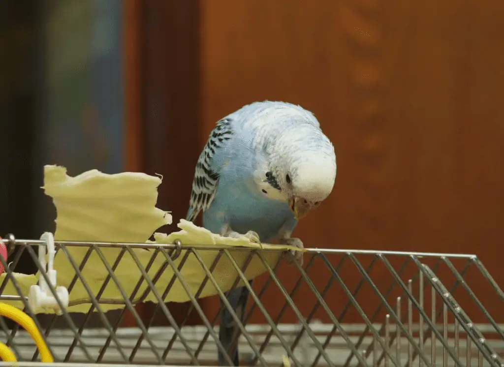 A budgie sits playing in its cage in this file photo. Learn about budgie care and diet at Petrestart.com.