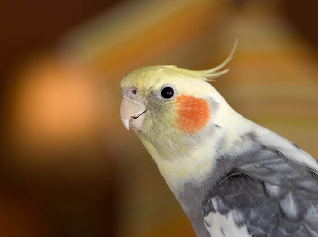 Make Sure Your Cockatiel Is Happy (like the one shown) - Learn about Cockatiel care at PetRestart.com.