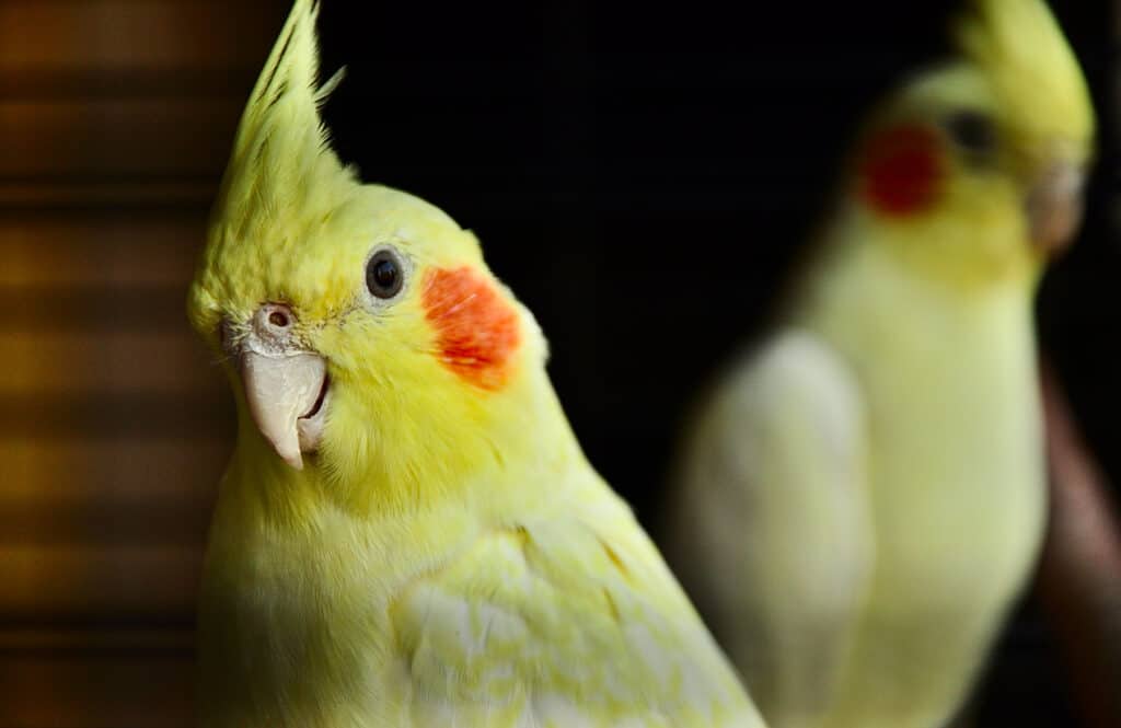 Cockatiels are worth learning to be a good trainer. Learn about Cockatiel training at PetRestart.com.