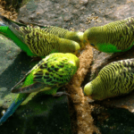 This Is What Budgies Can Eat, And What They Can’t