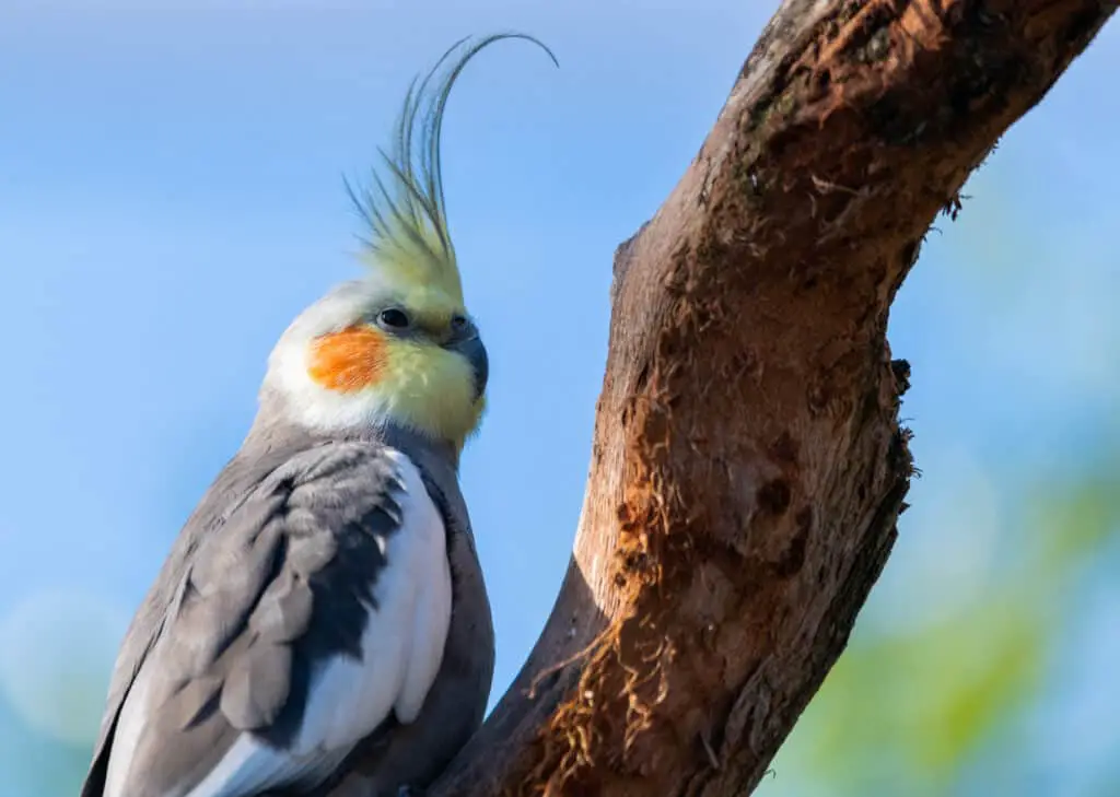 How Many Grapes Should You Give Cockatiels? Find out at PetRestart.com.