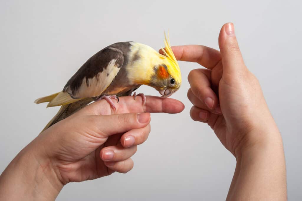 A cockatiel receives friendly love and affection from its handler. Learn how to care for your cockatiel at PetRestart.com.