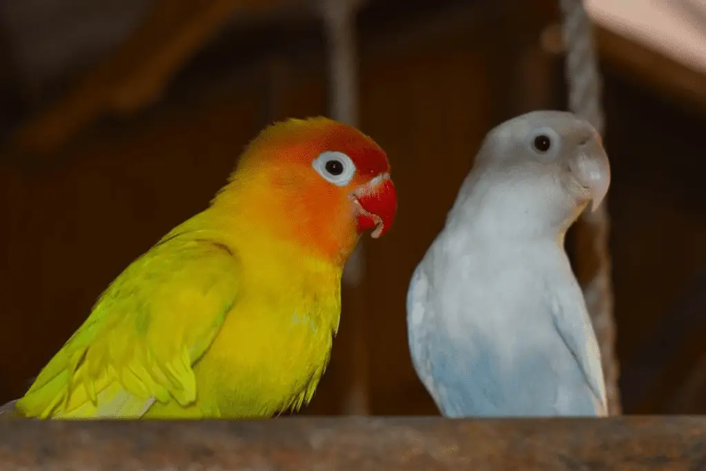 Two lovebirds are shown in this breeder photo. Find out how long Lovebirds live at Petrestart.com.