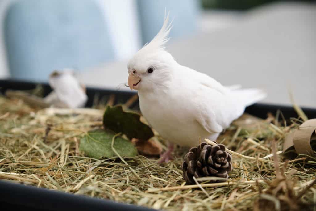 Are Grapes Toxic To Cockatiels? Find out at PetRestart.com.