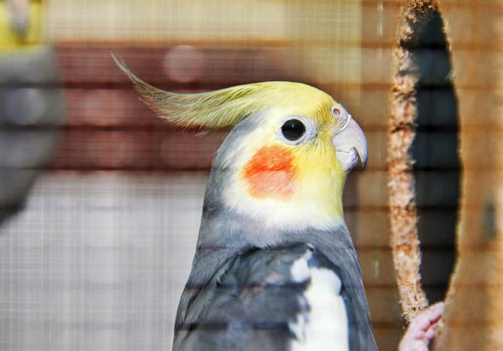 How To Feed Cockatiels Strawberries? Find out at PetRestart.com.