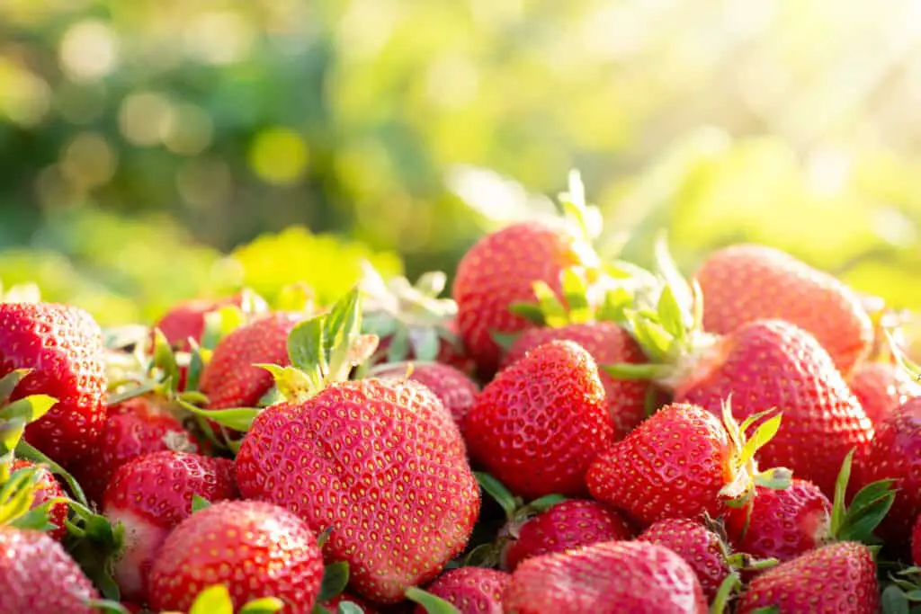 Strawberries and cockatiels? Find out at PetRestart.com.