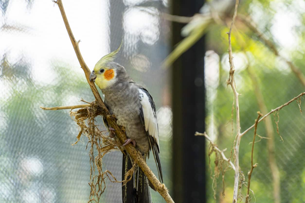 Cockatiels (like this one shown in a large enclosure) lifespan and more is explained at PetRestart.com.