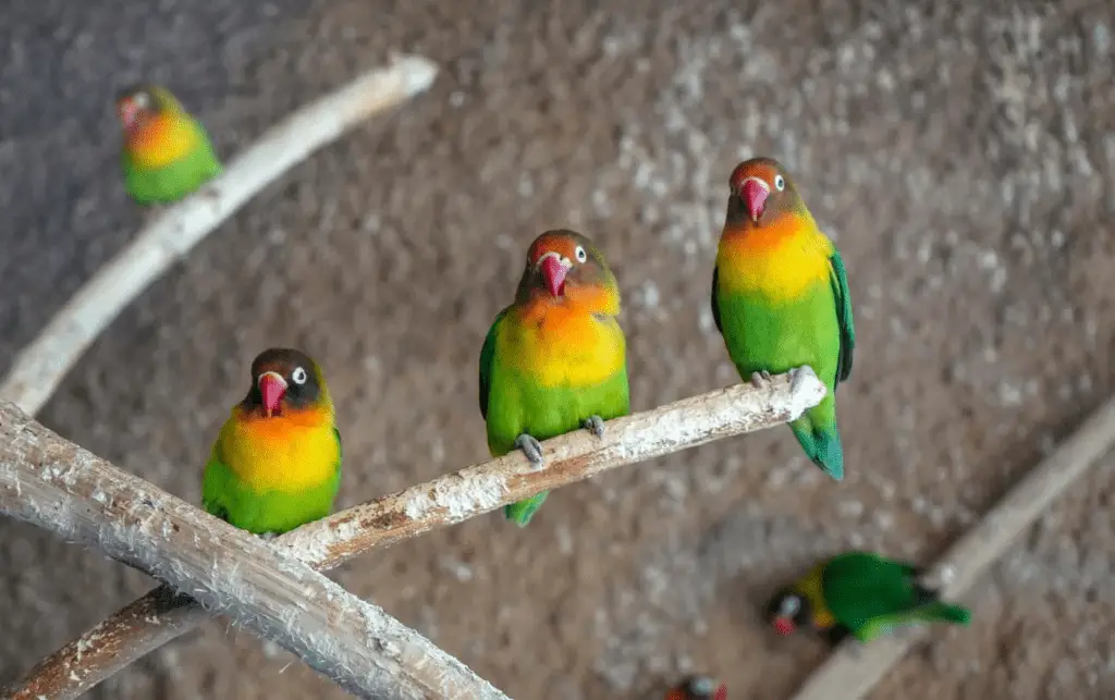 Several lovebirds are perched in this image. Learn about lovebird care requirements at Petrestart.com.