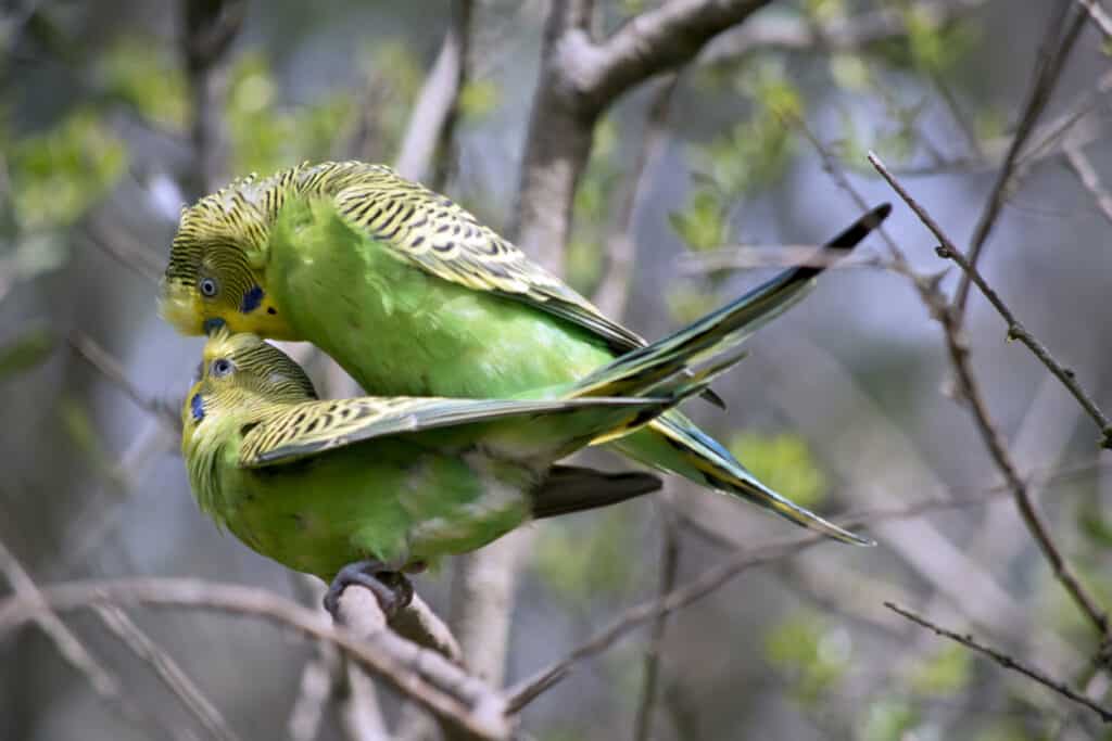 Breeding conditions for budgies like thiese are explained at PetRestart.com.