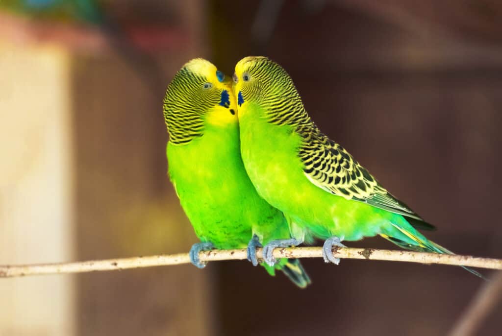 A pair of budgies sit affectionately together in this file photo. Learn about Budgie mating at PetRestart.com.