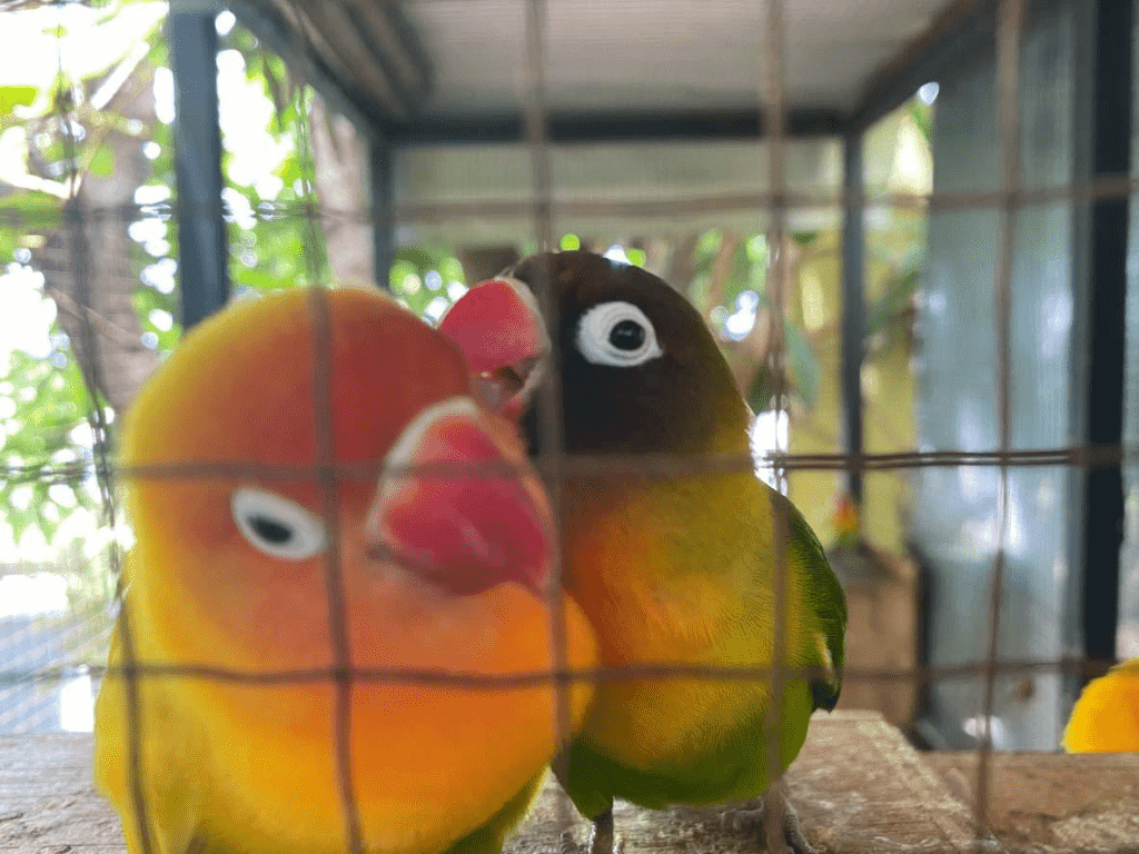 Two lovebirds are sitting in their outdoor cage in this file photo. Learn about lovebird enclosures at Petrestart.com.