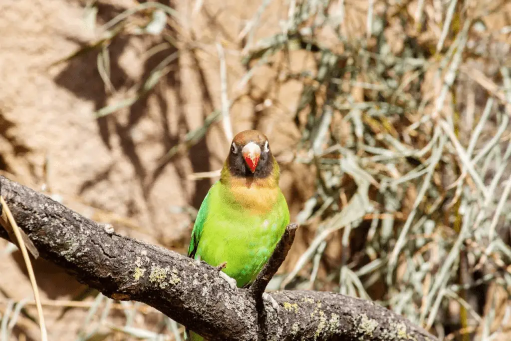 The black lovebird sits on a perch in this file photo. Learn about the black lovebird at Petrestart.com.