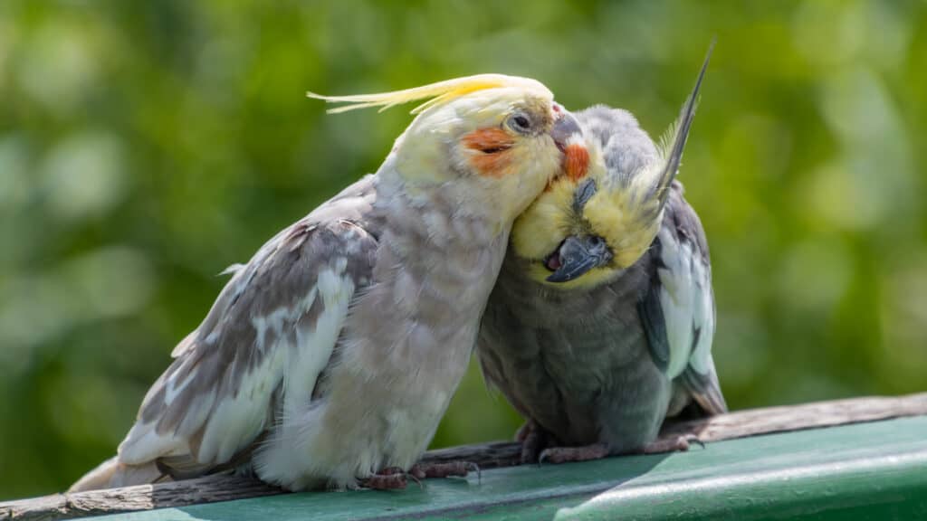 Grooming ($15 To $20 Every Month) for Cockatiels like these shown in this file photo. Learn more at PetRestart.com.
