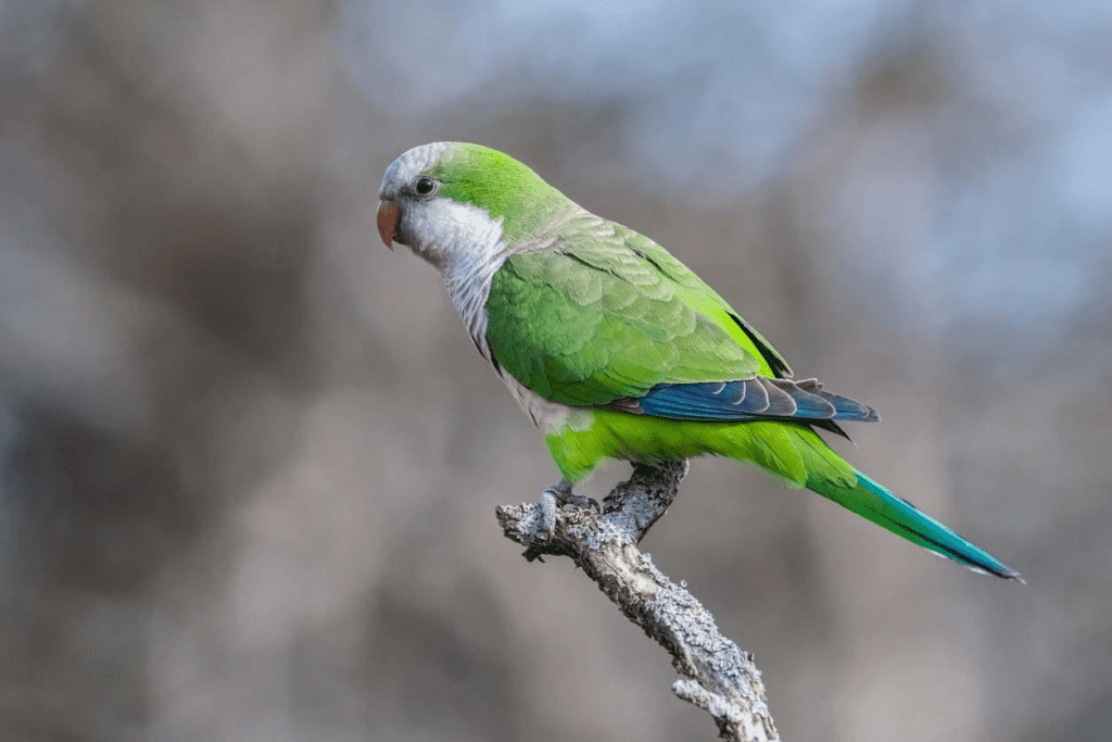 A Quaker parrot sits atop a perch in this file image. Learn about the Quaker parrot at Petrestart.com.