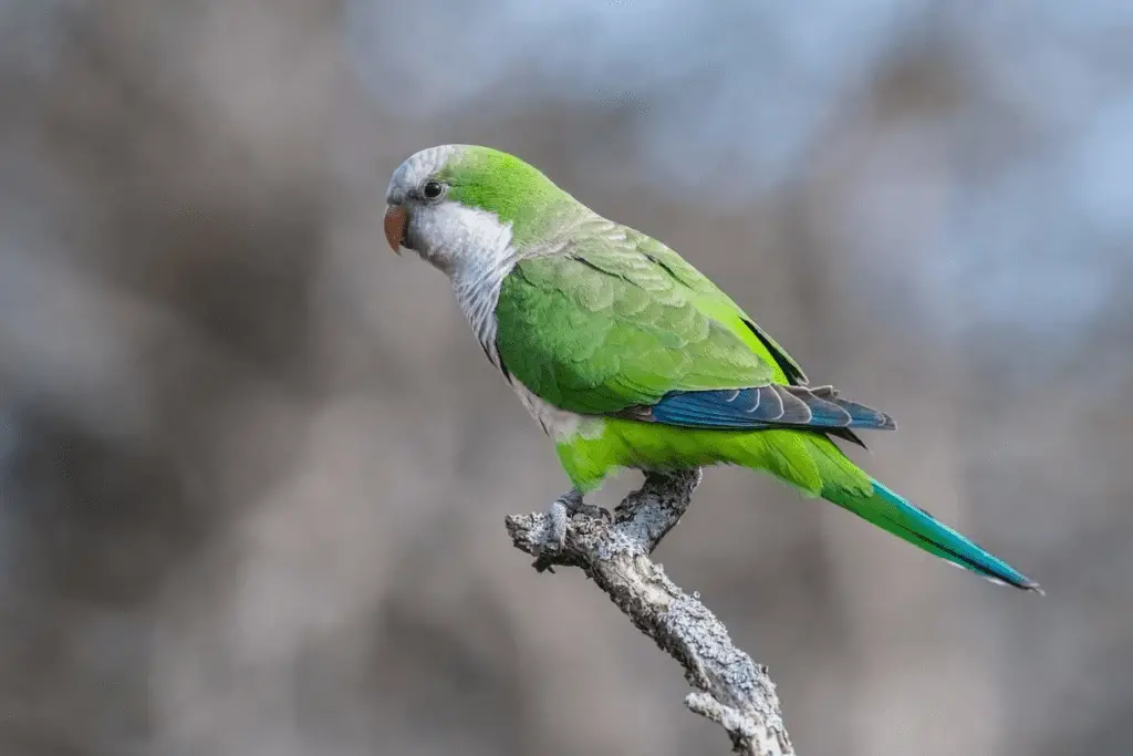 A Quaker parrot sits atop a perch in this file image. Learn about the Quaker parrot at Petrestart.com.