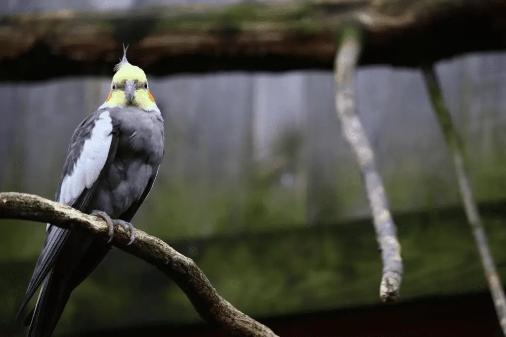 A cockatiel sits on a perch in this file photo. Learn about Cockatiel care at Petrestart.com.