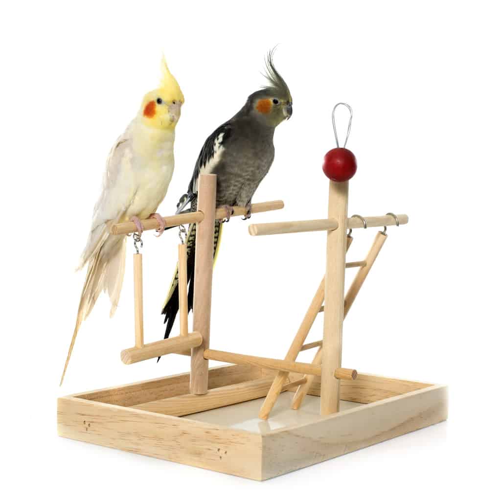 Toys And Perches for Cockatiels - Explained at PetRestart.com.