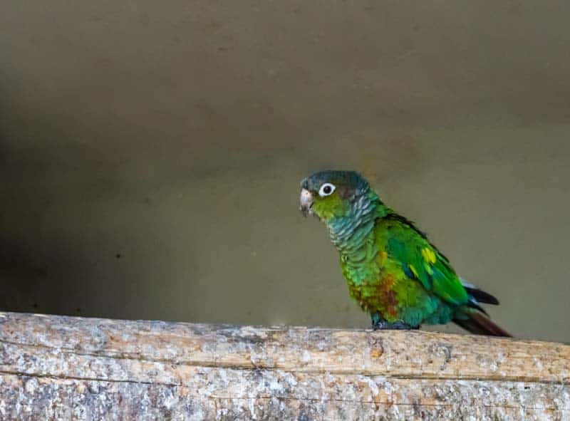 The Types Of Green Cheek Conures