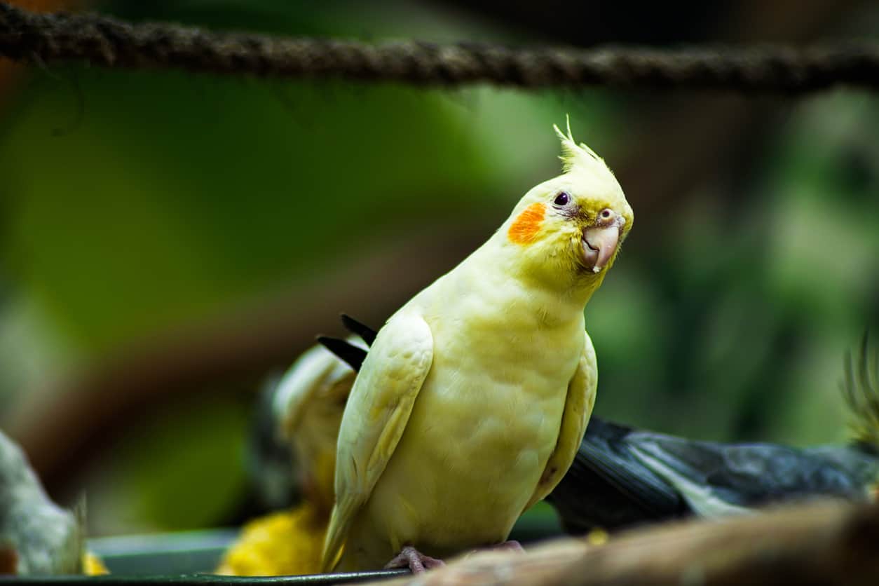 Cockatiel Beak Grinding – Everything You Need To Know