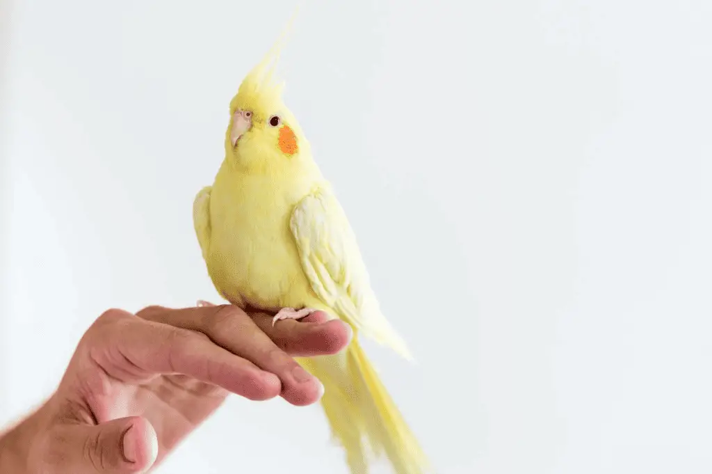 A cockatiel sits on it's handler's hand. Learn about training parrots at Petrestart.com.