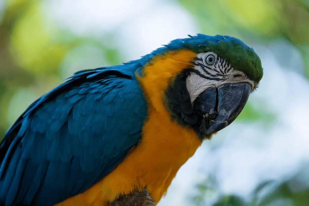 Macaw Blue and Gold Price (Plus 7 Things To Know)