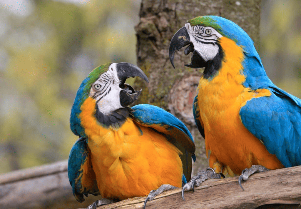 Macaw Blue and Gold Price. Two macaws scream at each other. Learn more about macaws at petrestart.com.