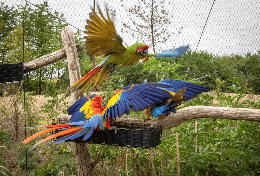 Macaws are social birds, as shown in this file photo. Learn more about macaw behavior at petrestart.com.