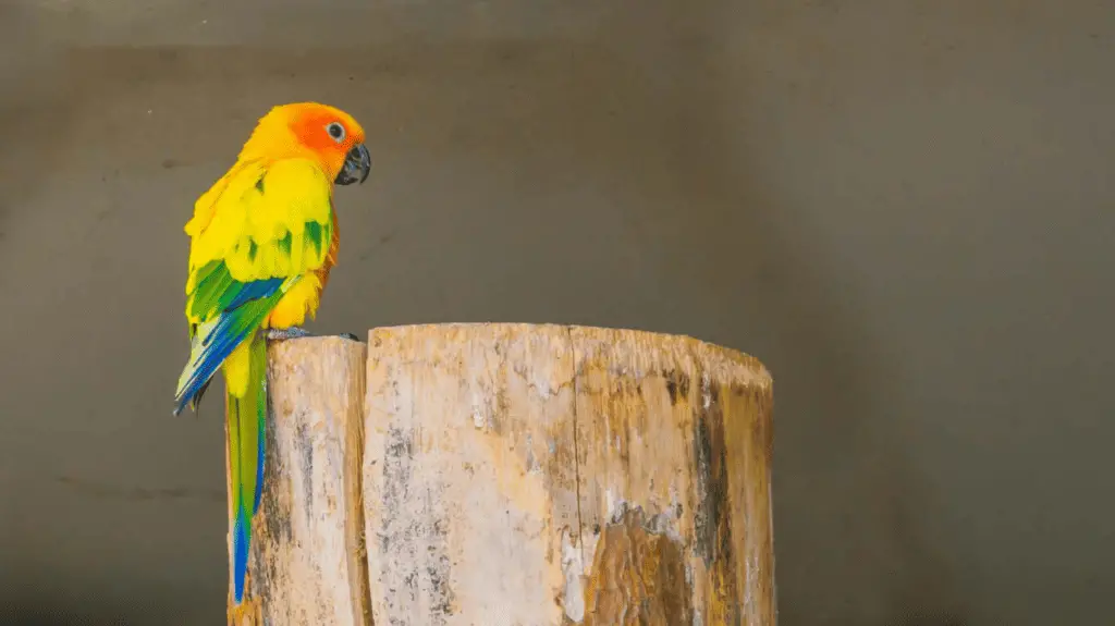 types of conures - jenday conure