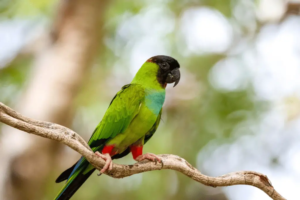 nanday conure