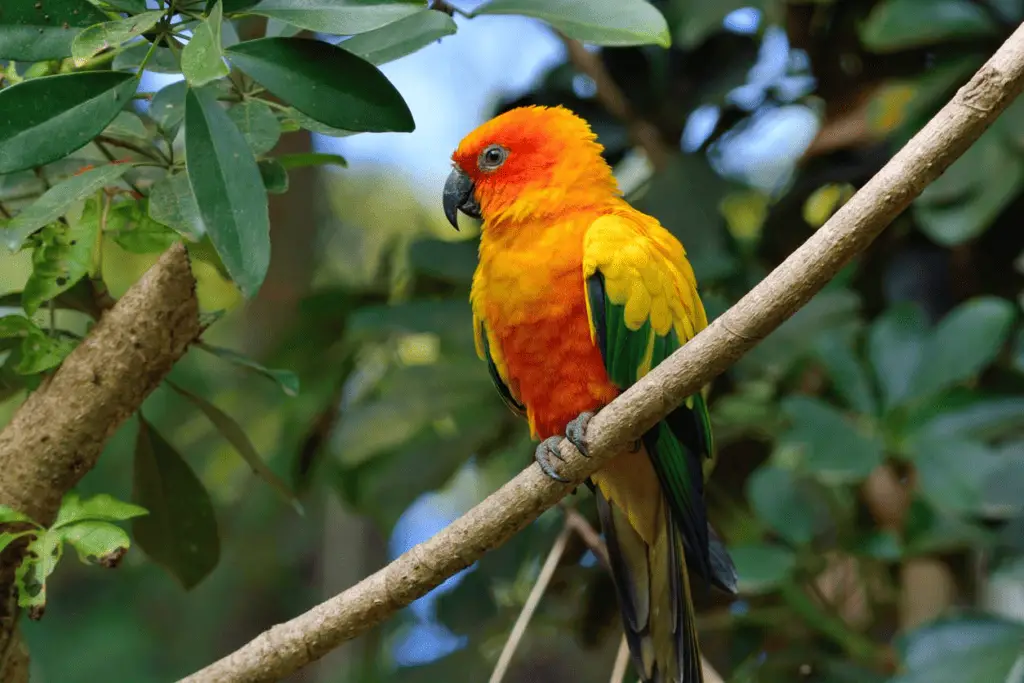 golden conure information is at petrestart.com