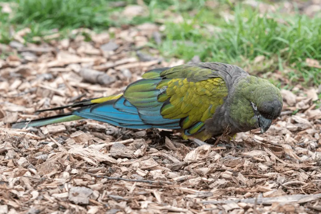 patagonian conure - learn about these parrots at petrestart.com