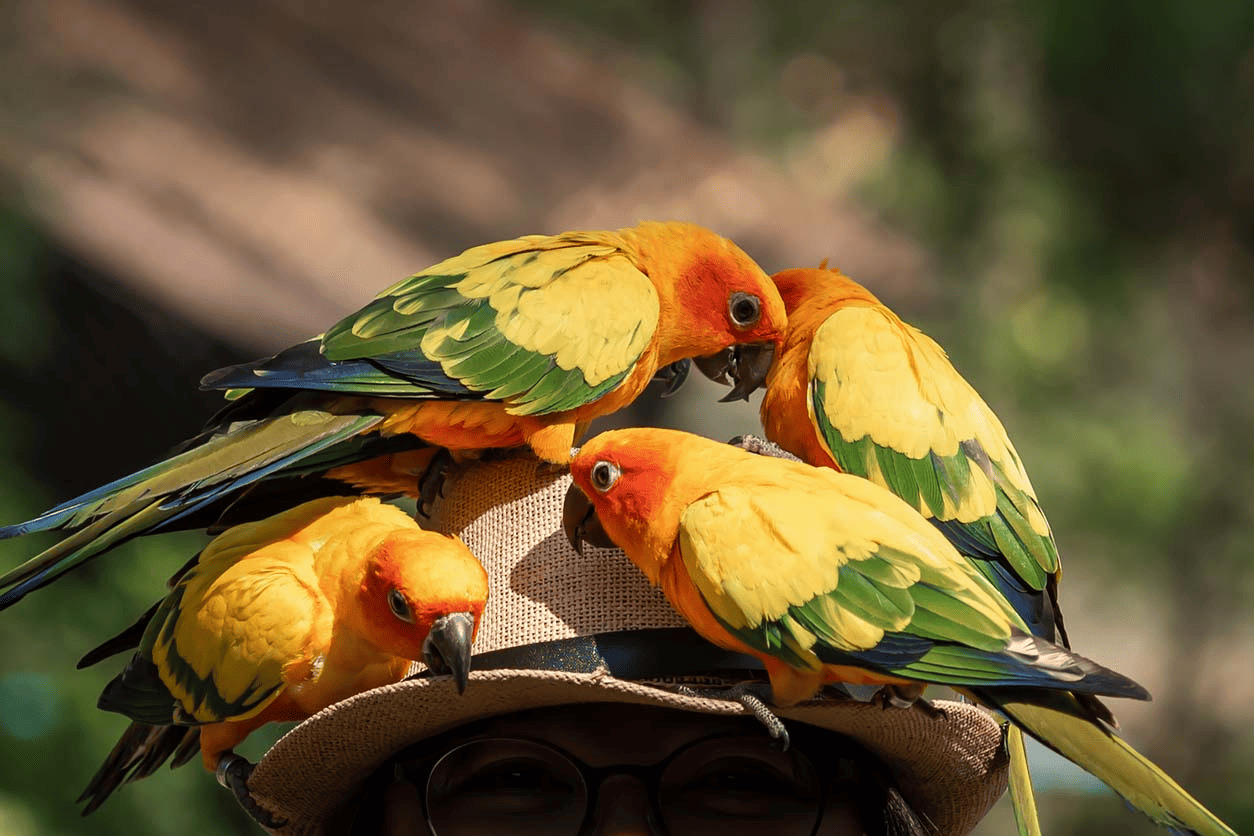 Types of conures revealed at Petrestart.com.
