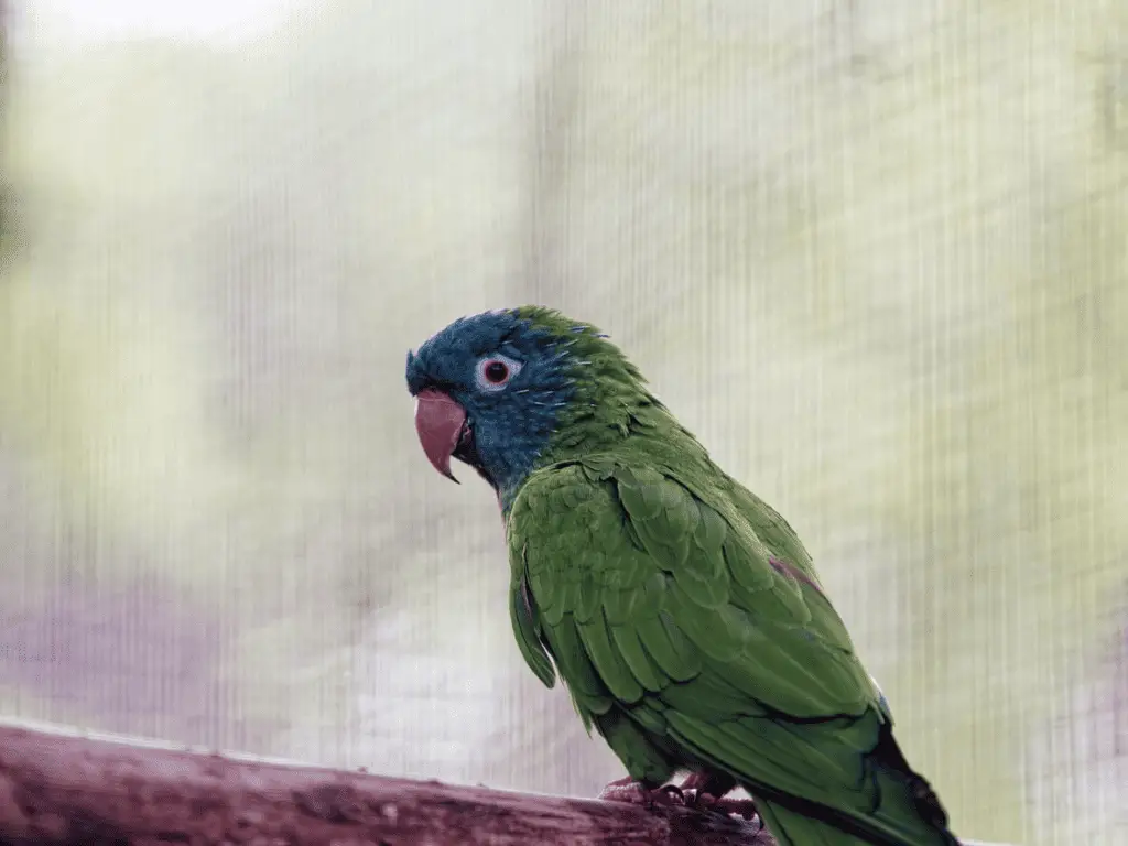 Blue crowned conure - learn more at petrestart.com.