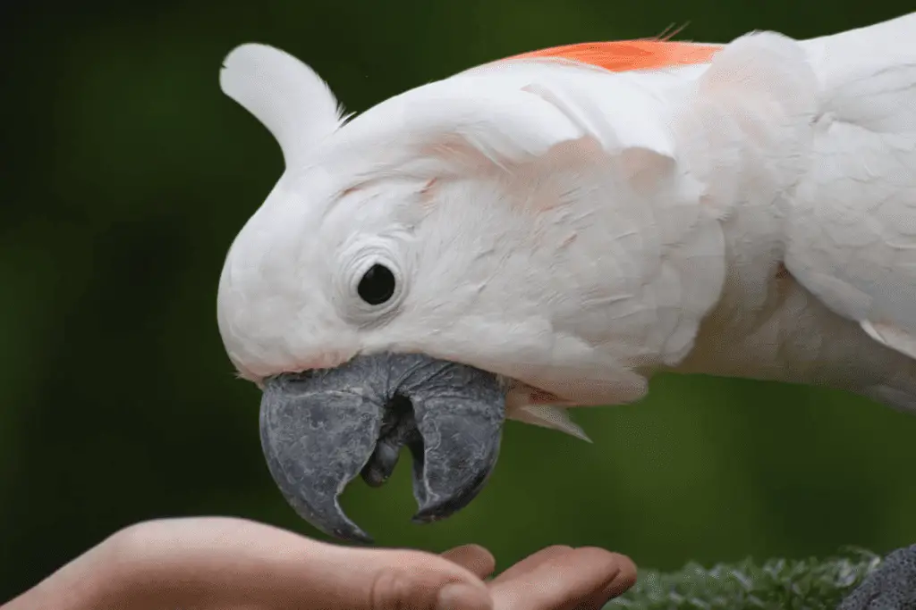 cockatoo