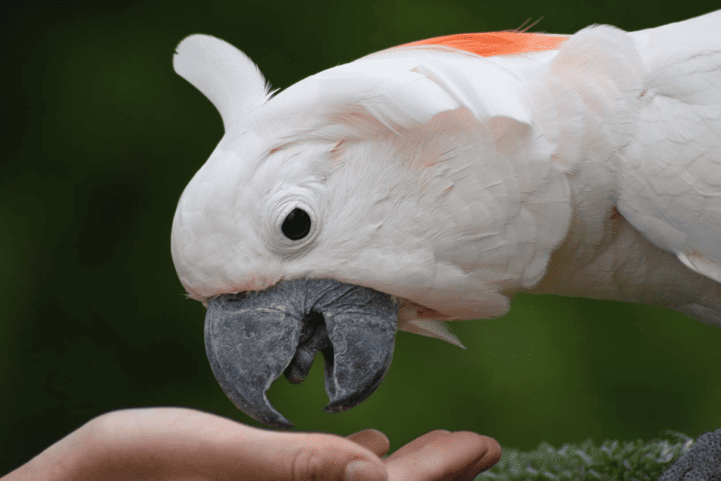 cockatoo eating out of hand