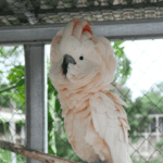The Moluccan Cockatoo Price (Plus 13 Things To Know About The Moluccan)