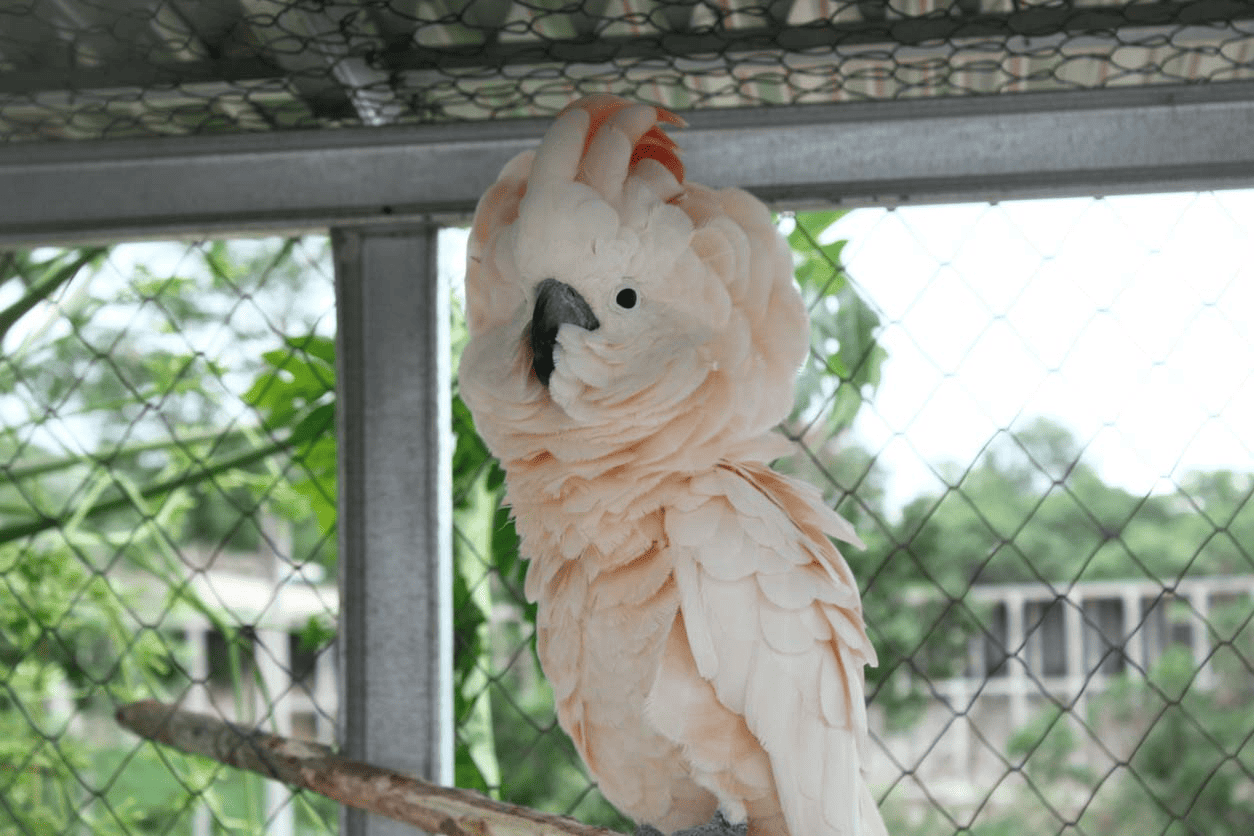 The Moluccan Cockatoo Price (Plus 13 Things To Know About The Moluccan)