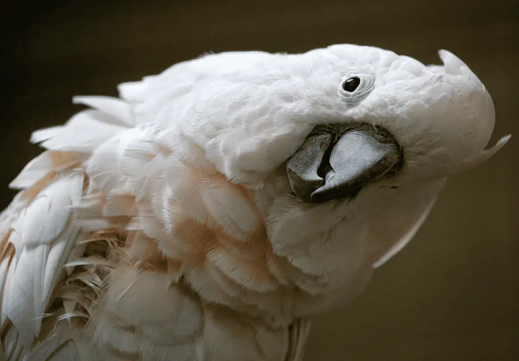 moloccan cockatoo information at petrestart.com