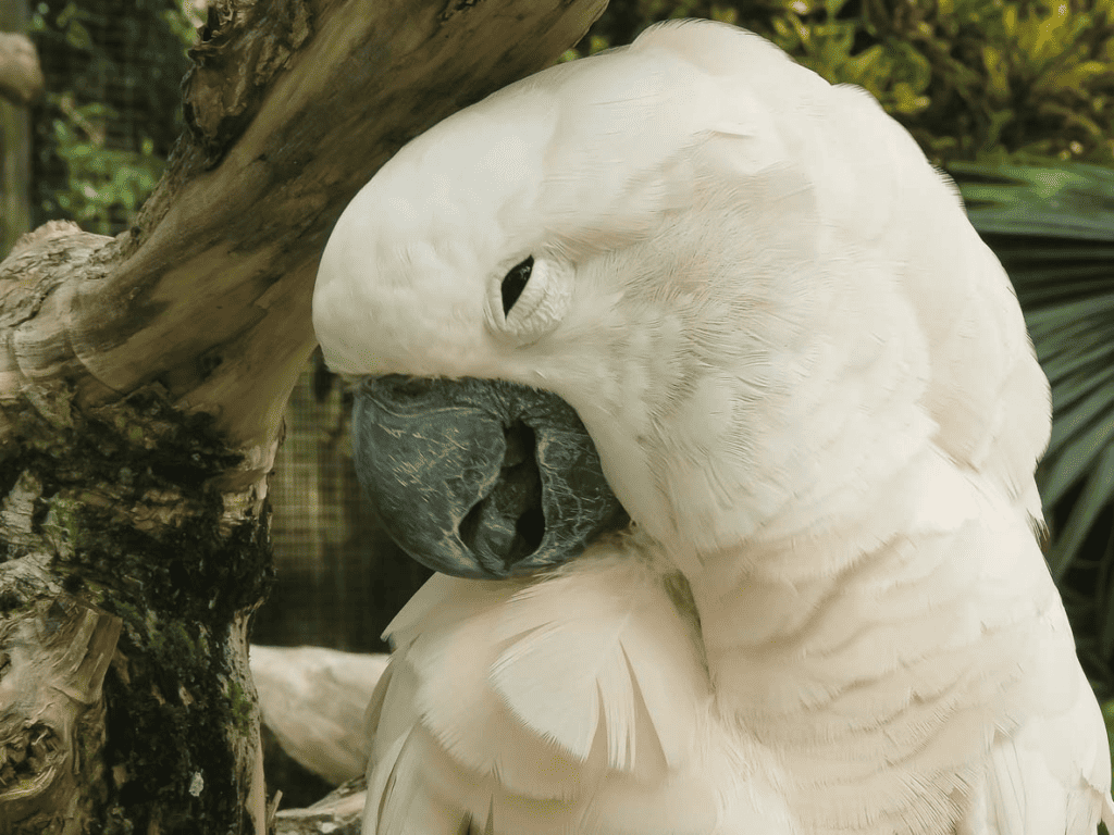 3 Ways You Can Adopt A Moluccan Cockatoo