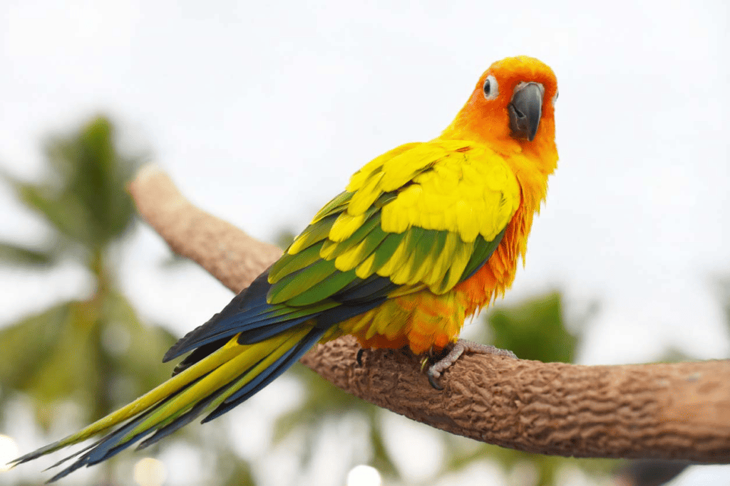 Can parrots regrow a wing? Learn more at Petrestart.com.
