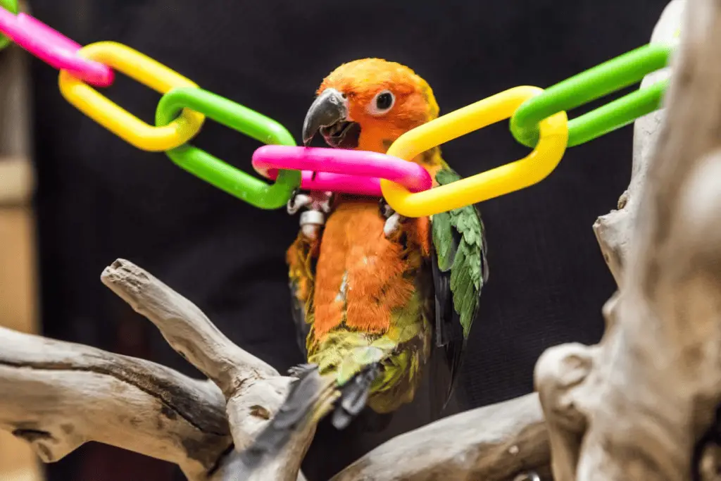 Parrot enrichment at Petrestart.com.