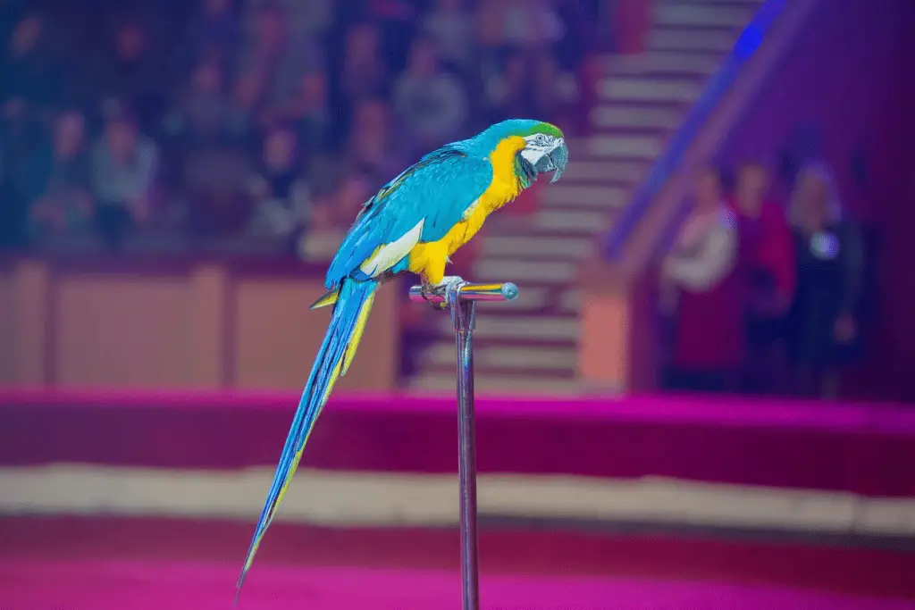 A macaw (well-trained) sits on a training stand in this file photo. Learn about clicker training for birds at Petrestart.com.