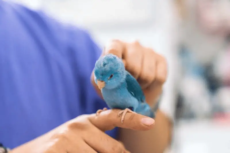 Learn to pet your parrot properly at petrestart.com.